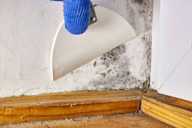 Best Industrial Mold Remediation  in Southmayd, TX