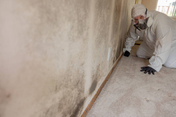 Best Mold Removal for HVAC Installations  in Southmayd, TX